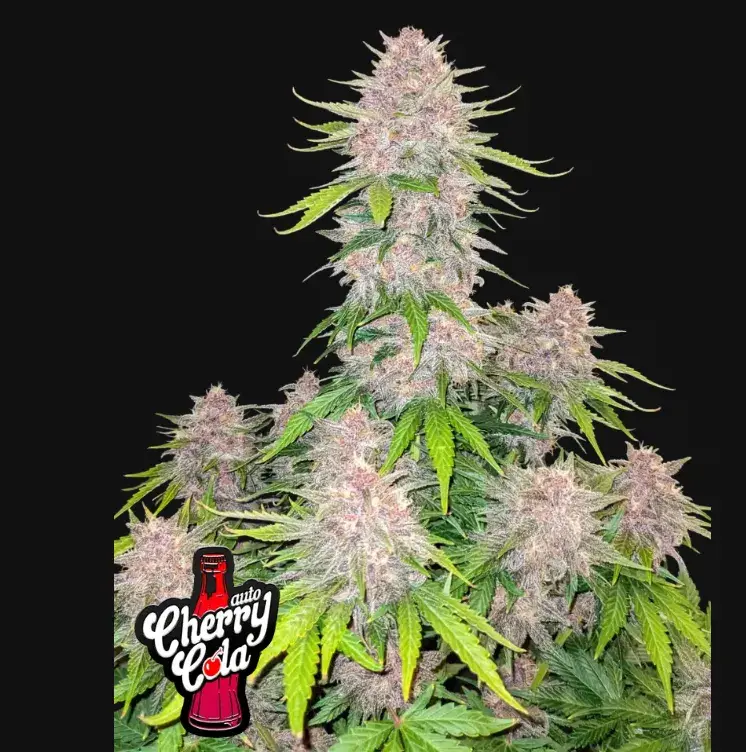Cherry Cola Auto — 1