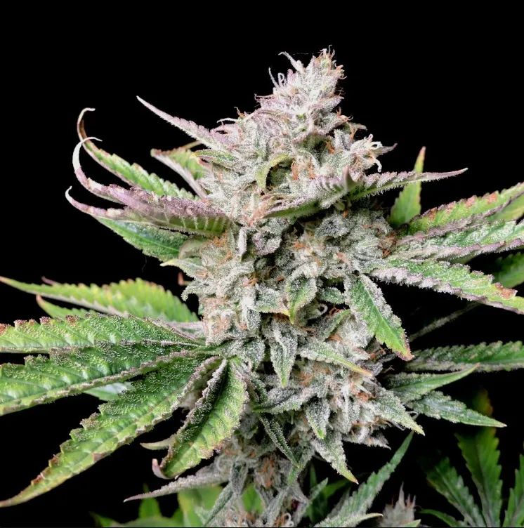 Cherry Cola Auto — 2