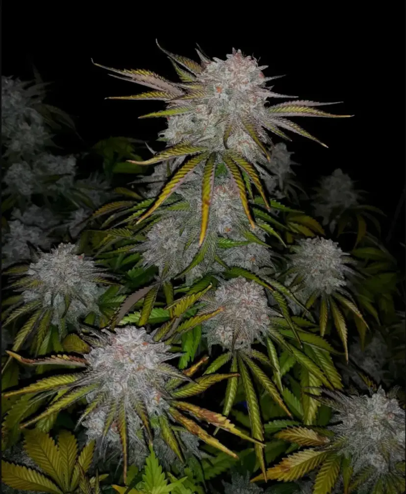 Cherry Cola Auto — 5