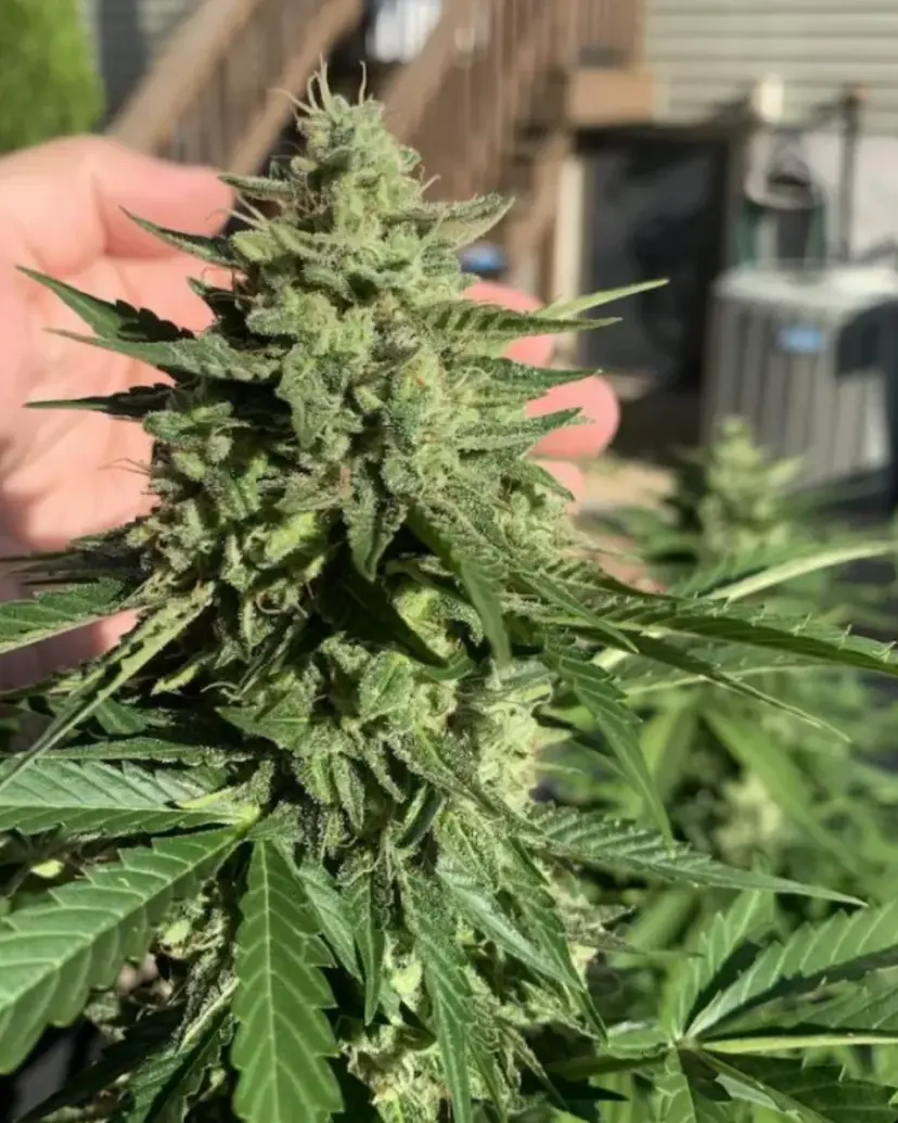 Californian Snow Auto — 3