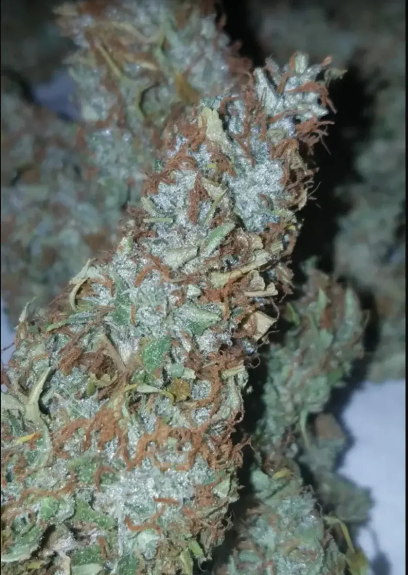 Californian Snow Auto — 4
