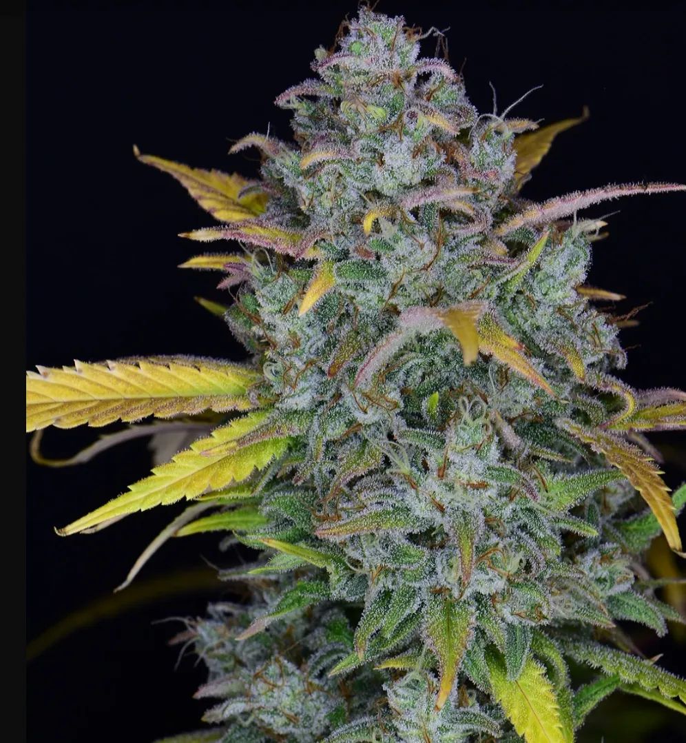 Gelato Auto — 2