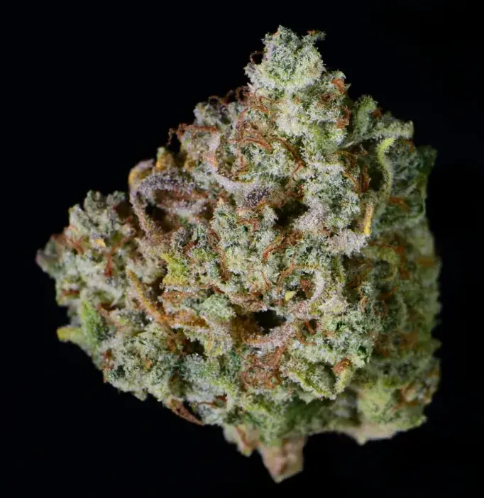Gelato Auto — 3
