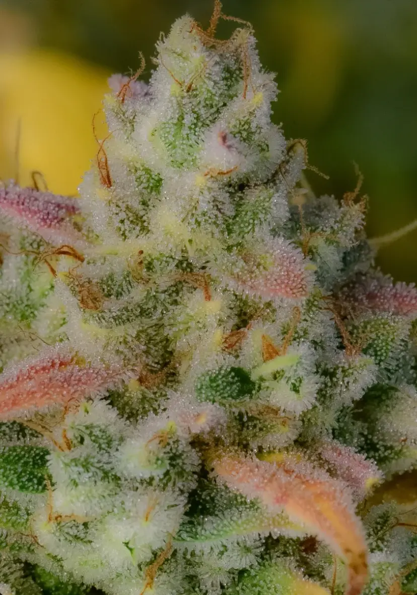 Gelato Auto — 4