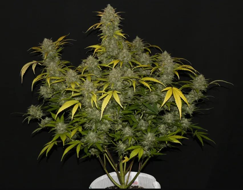 Gelato Auto — 5