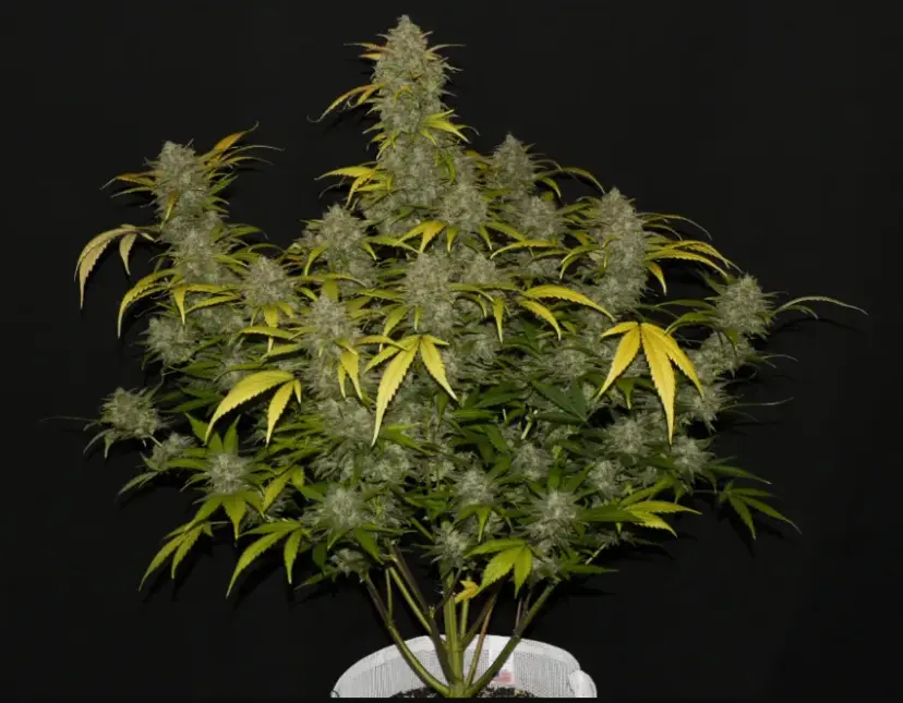 Gelato Auto — 5