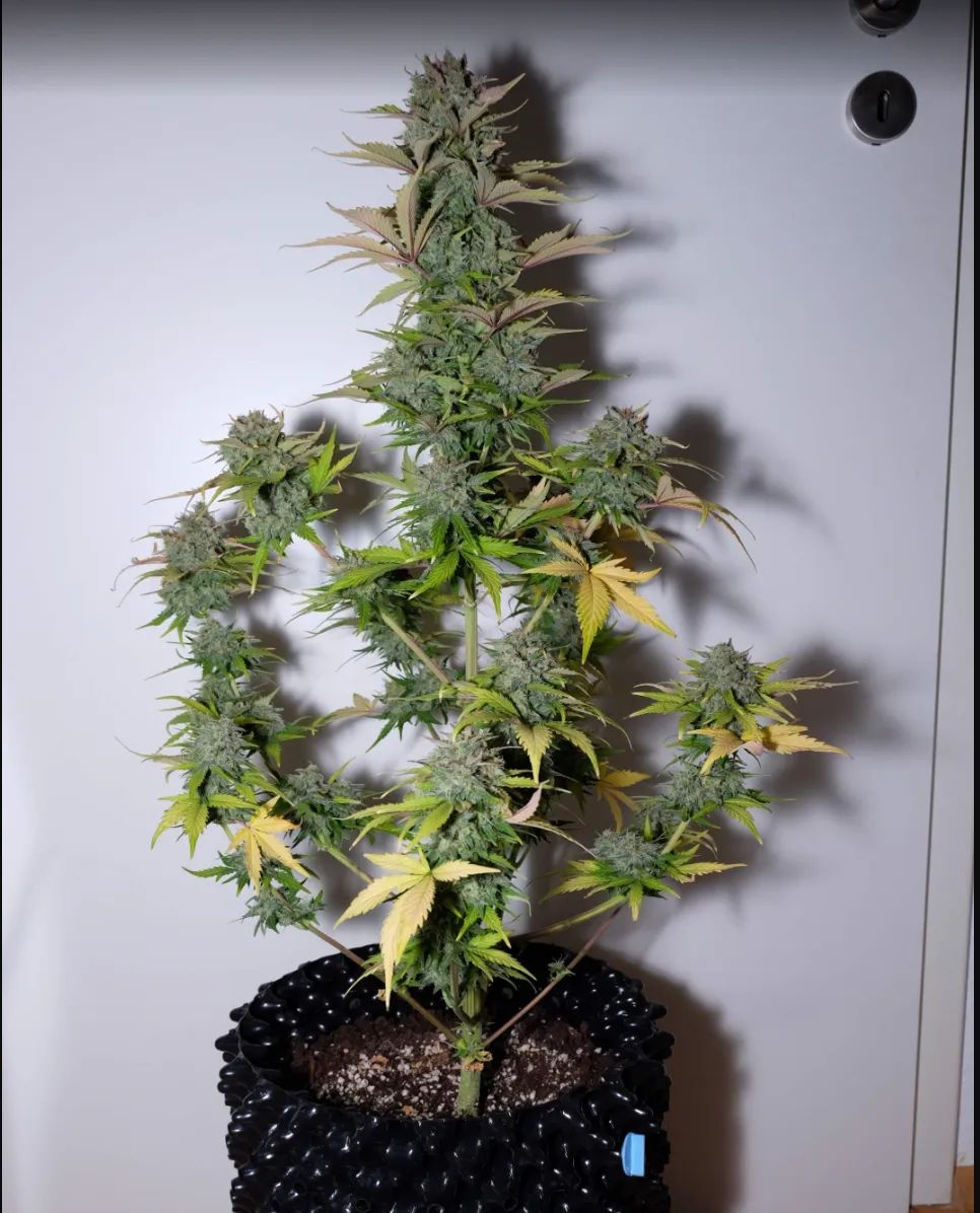 G14 — 2