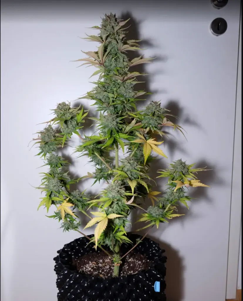 G14 — 2