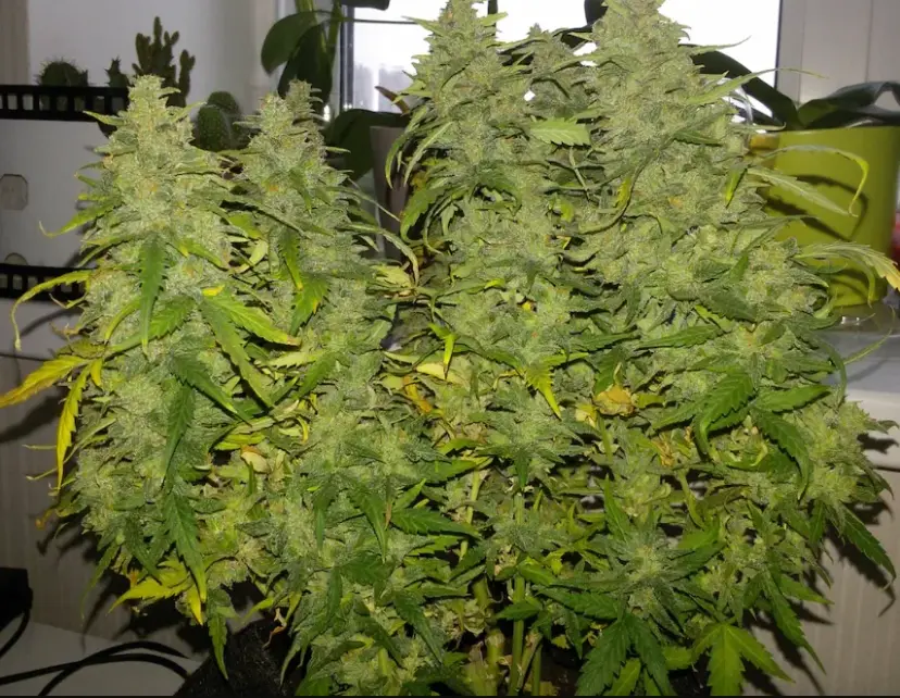 G14 — 3