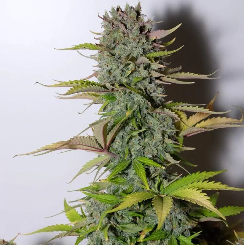 G14 — 4