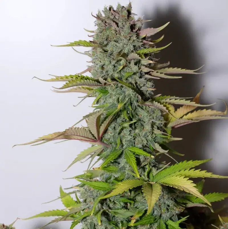 G14 — 4
