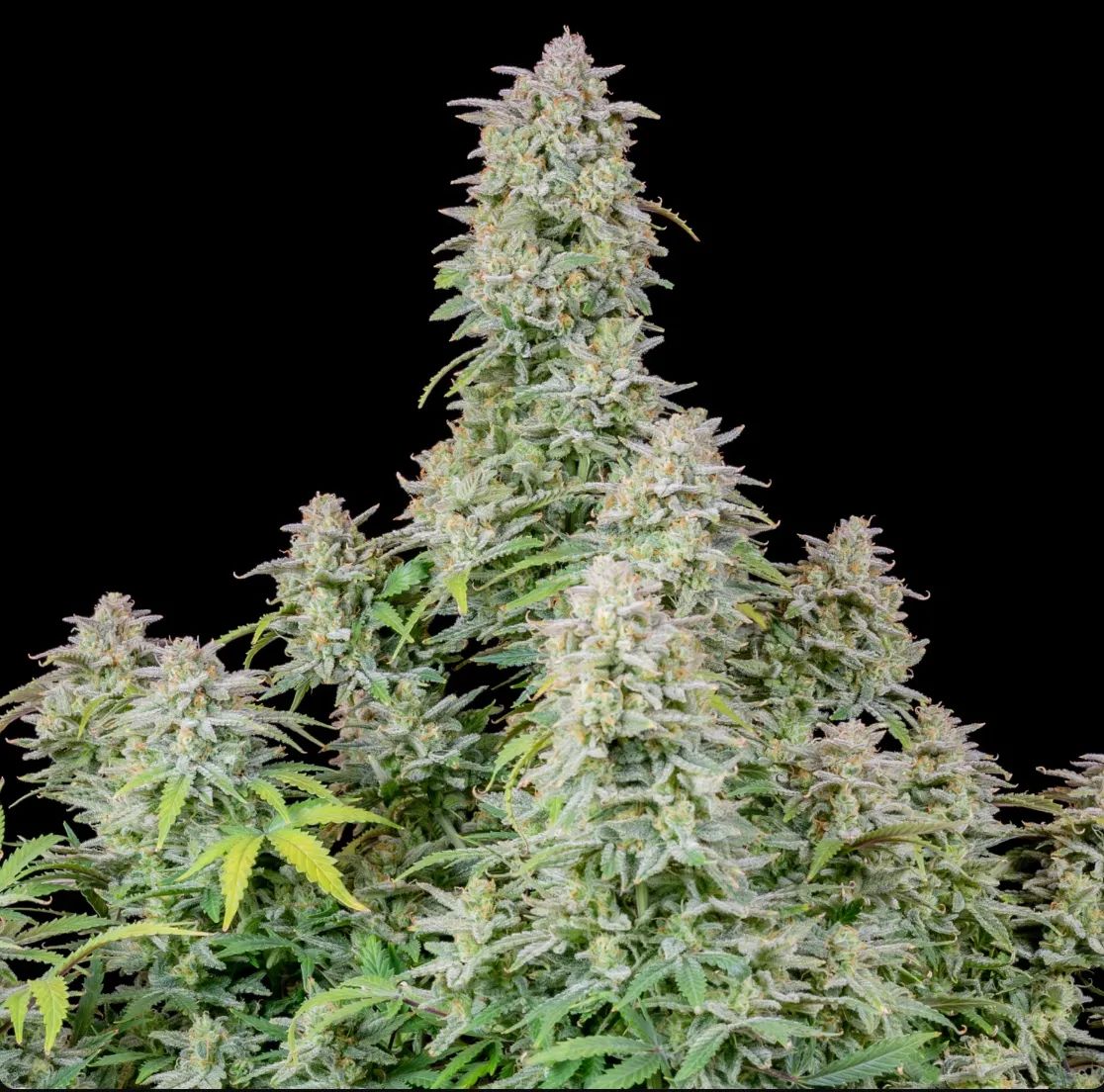 Forbidden Runtz Auto — 2