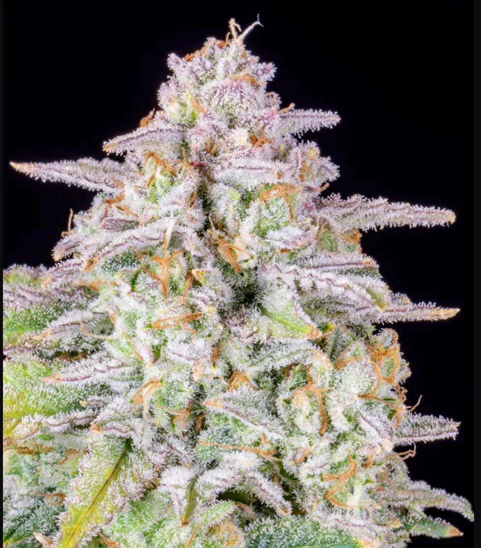 Forbidden Runtz Auto — 3