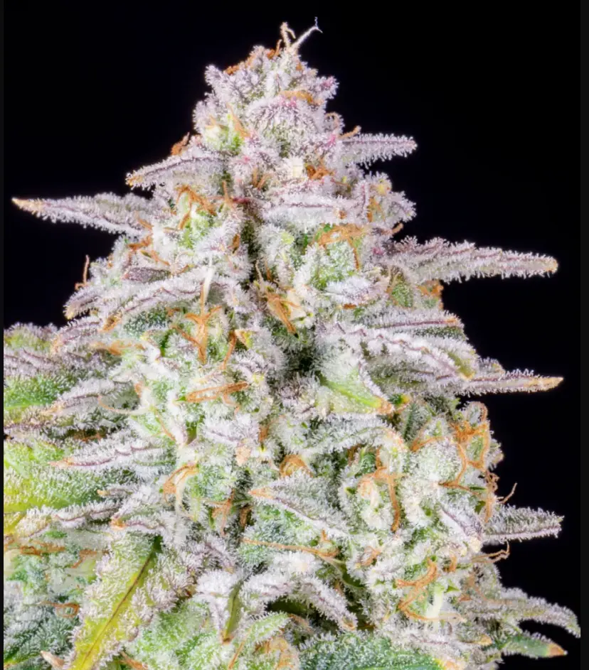 Forbidden Runtz Auto — 3