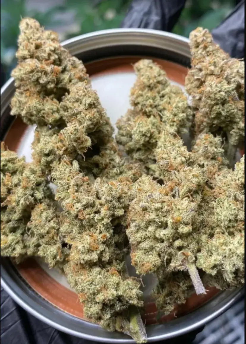 Forbidden Runtz Auto — 4