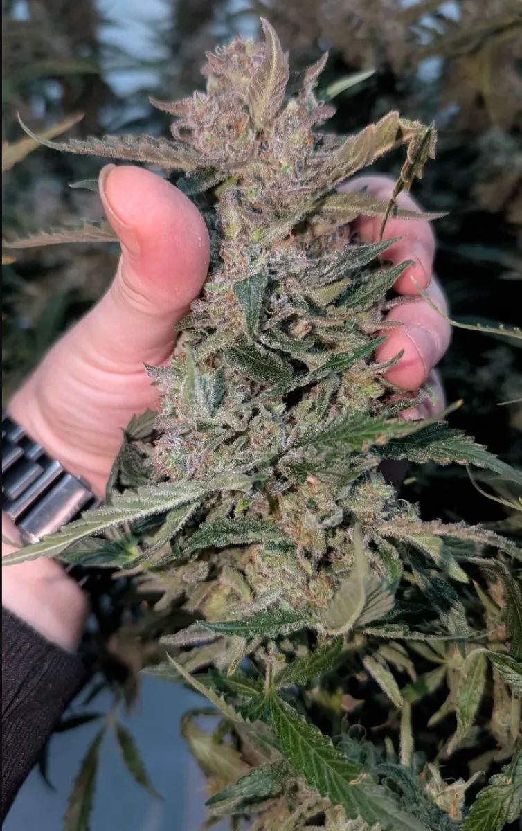 Forbidden Runtz Auto — 5