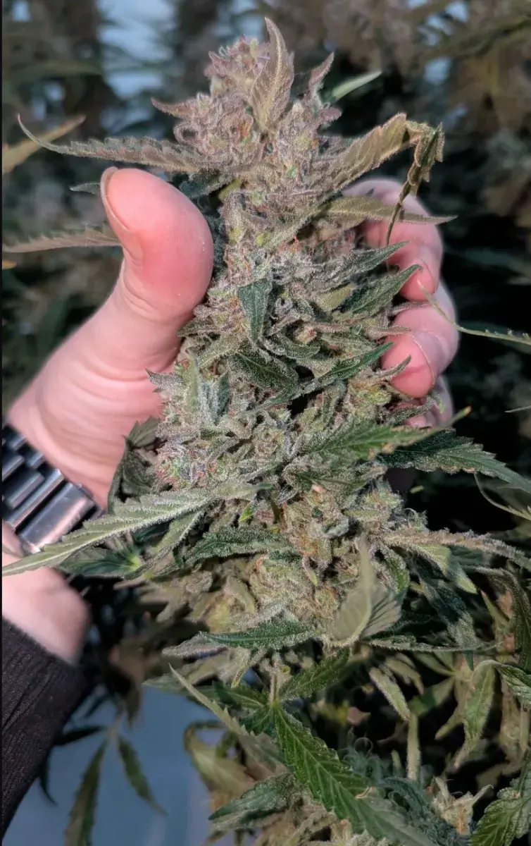 Forbidden Runtz Auto — 5