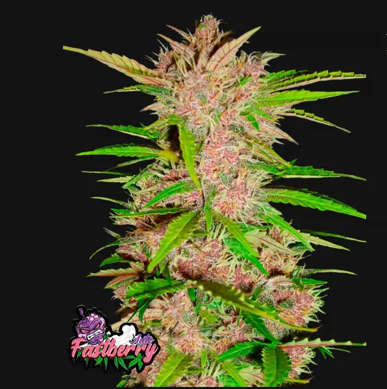 Fastberry Auto — 1