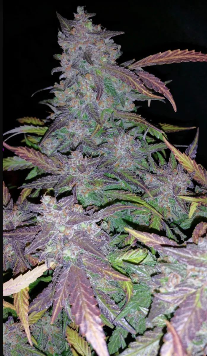 Fastberry Auto — 2