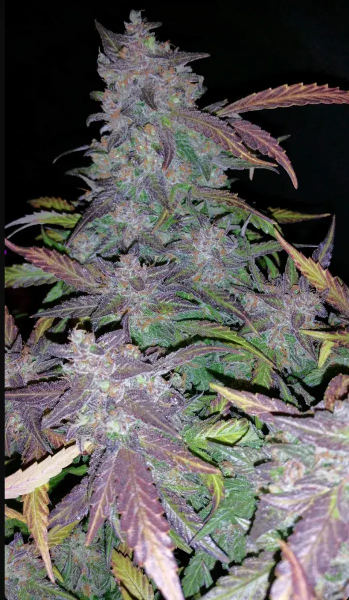 Fastberry Auto — 2