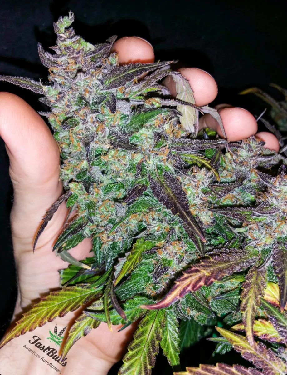 Fastberry Auto — 3