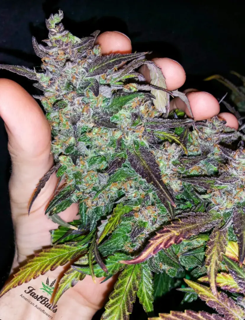Fastberry Auto — 3