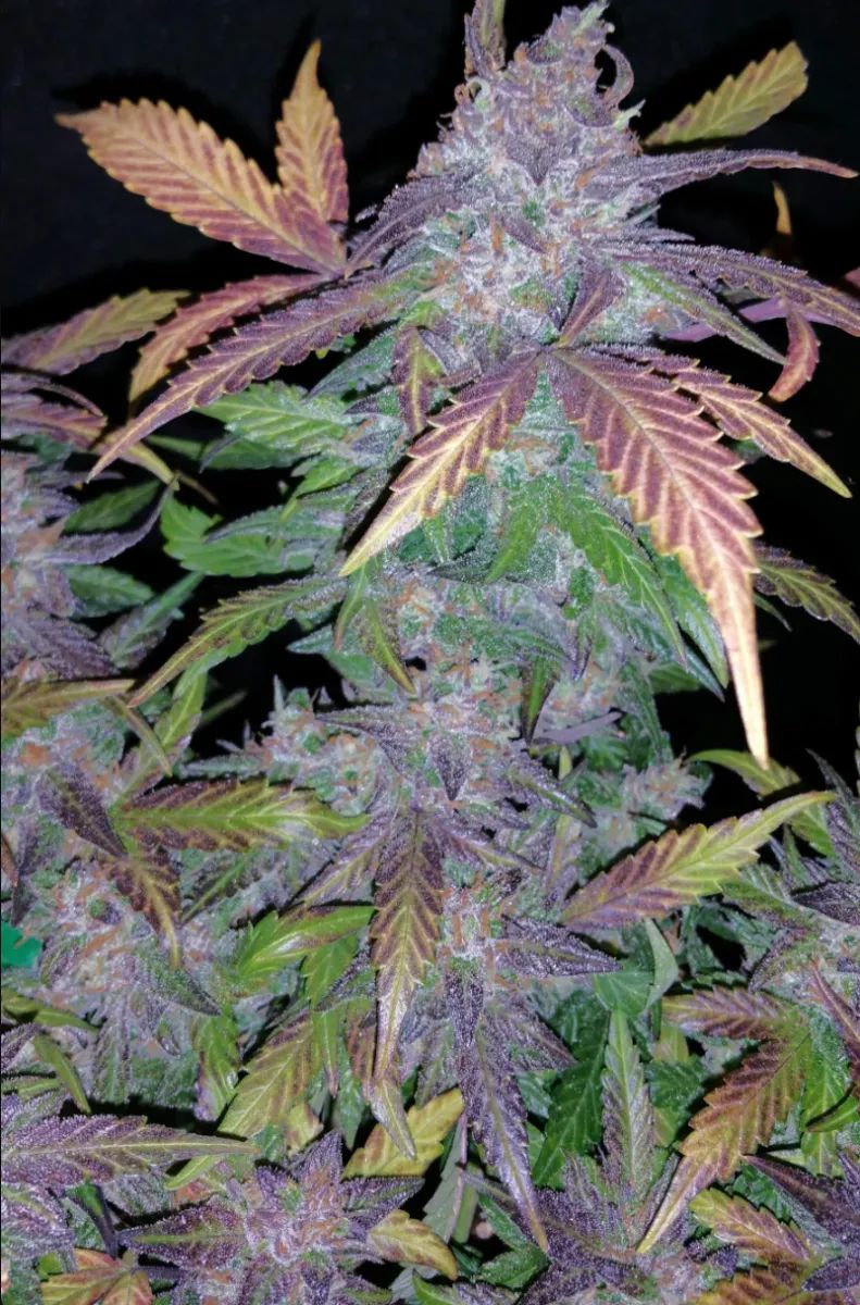 Fastberry Auto — 4
