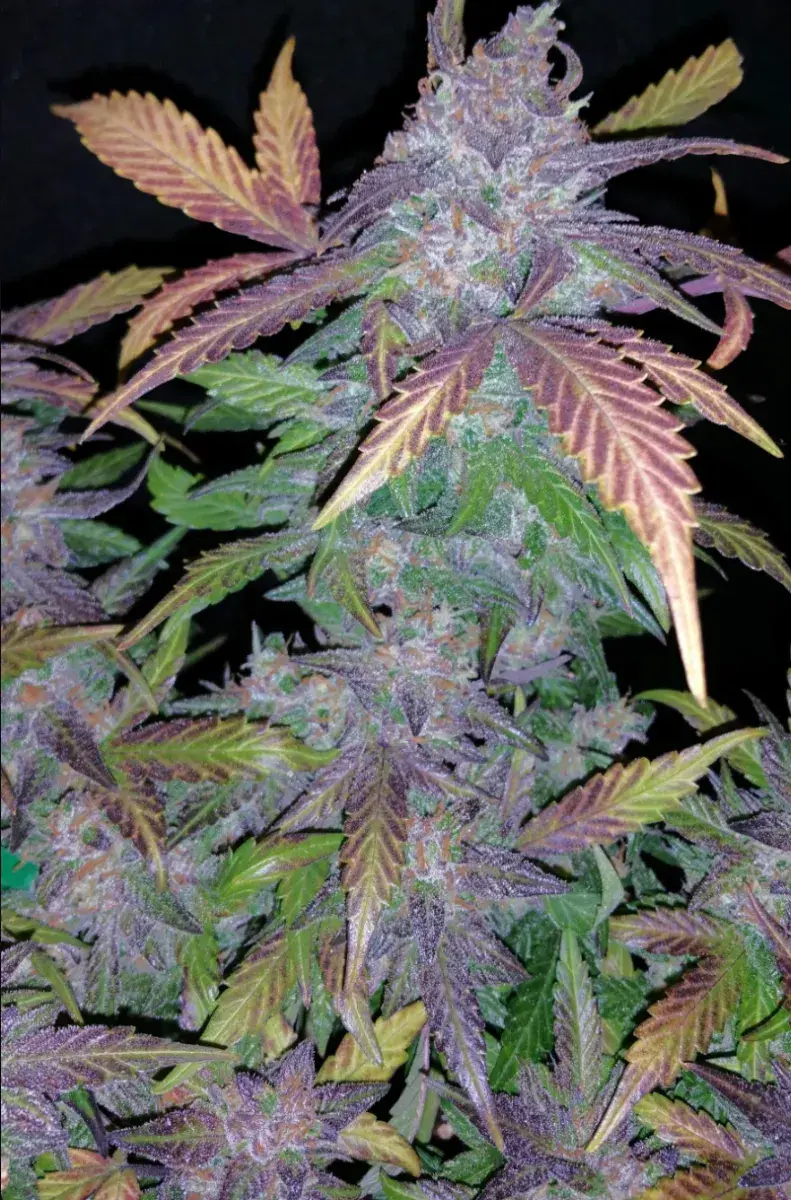 Fastberry Auto — 4