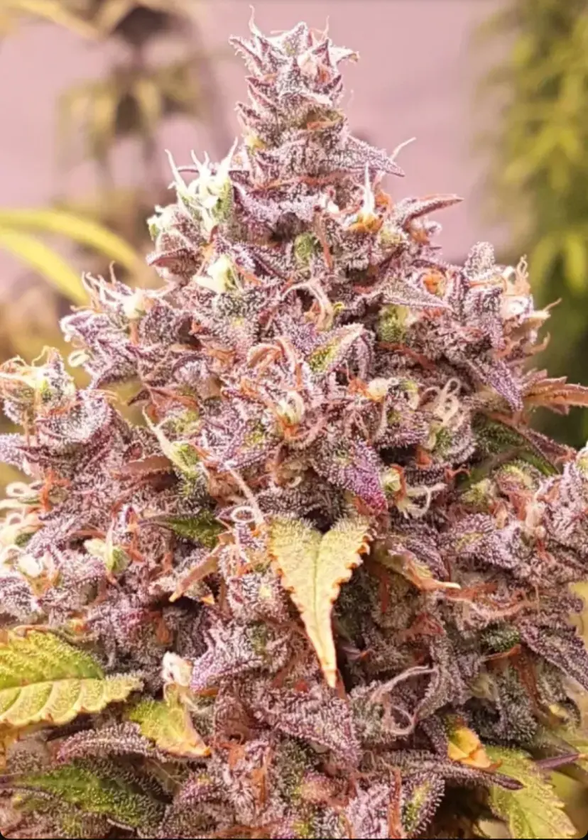 Fastberry Auto — 5