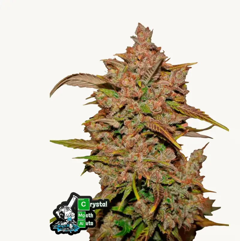 Crystal Meth — 1