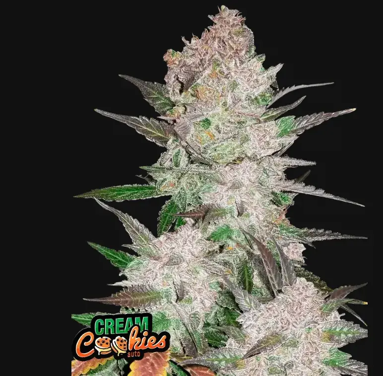 Cream Cookies Auto — 1