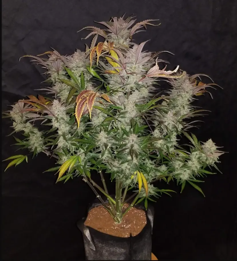 Cream Cookies Auto — 2