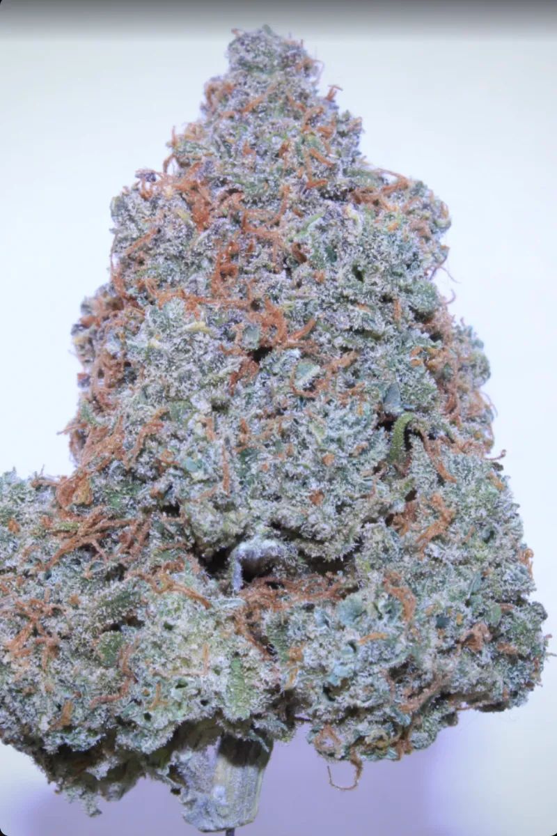 Cream Cookies Auto — 3
