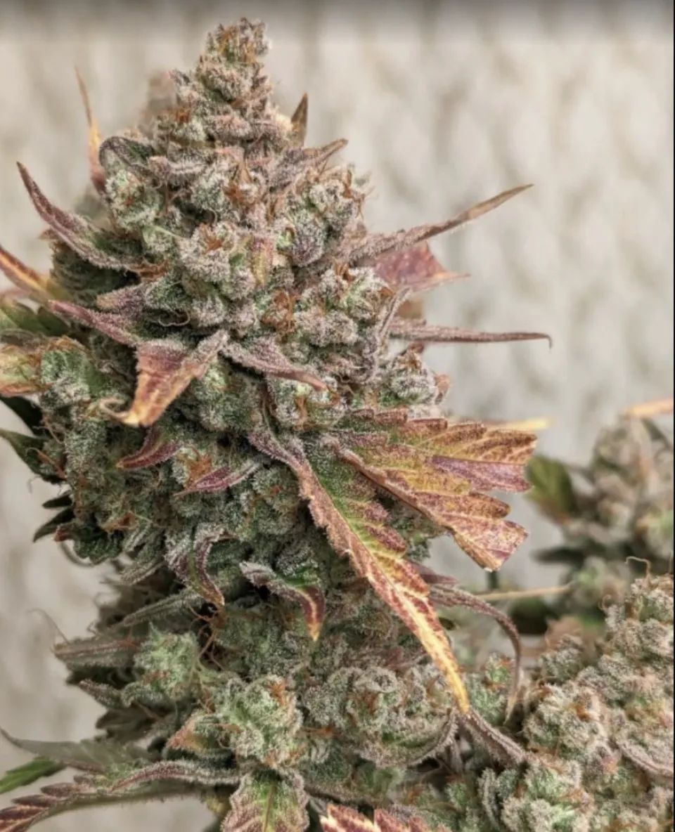 Cream Cookies Auto — 4