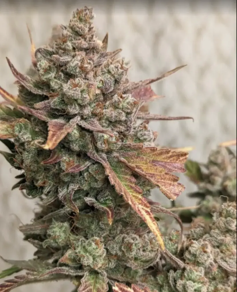 Cream Cookies Auto — 4
