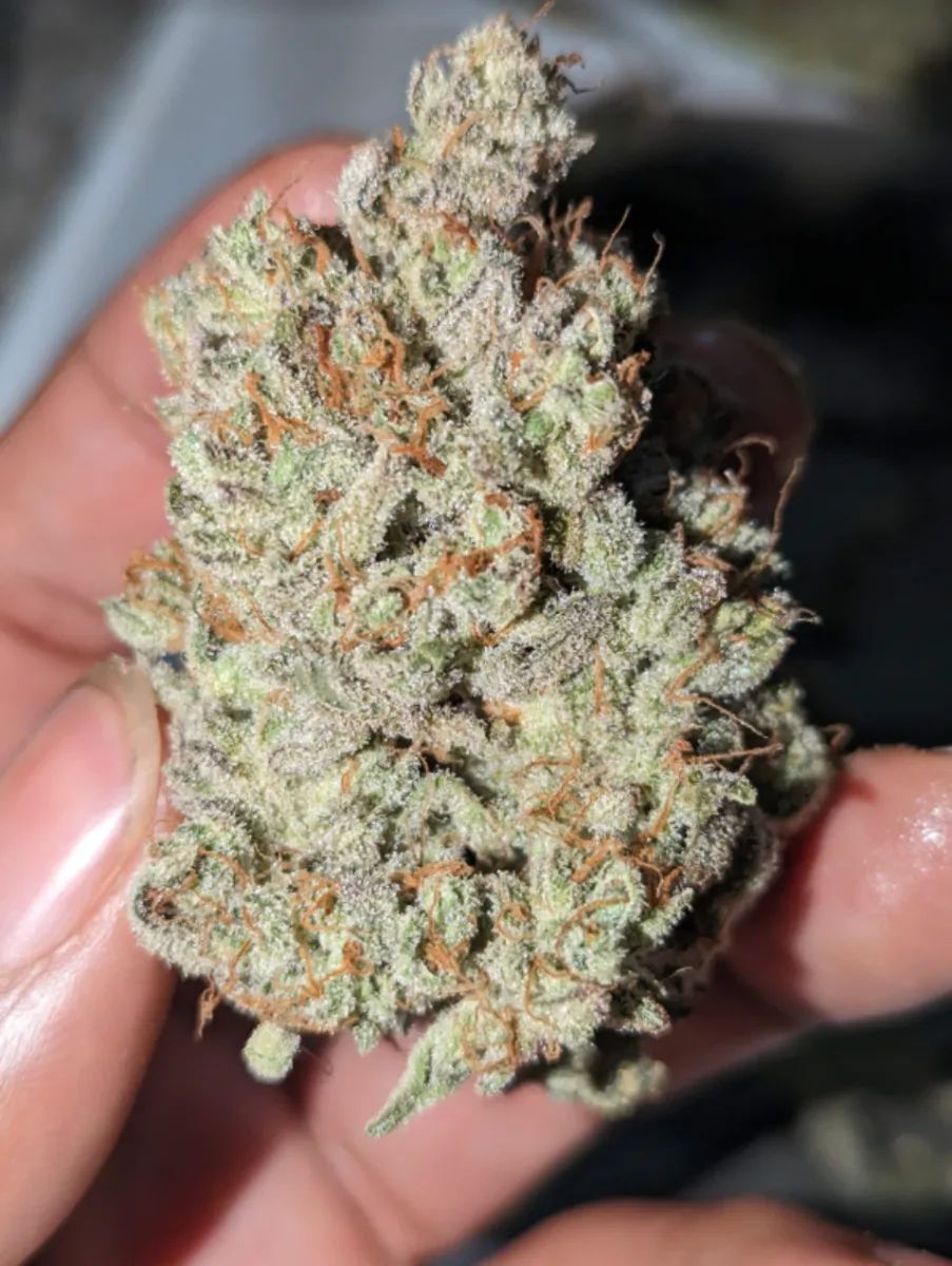 Cream Cookies Auto — 5