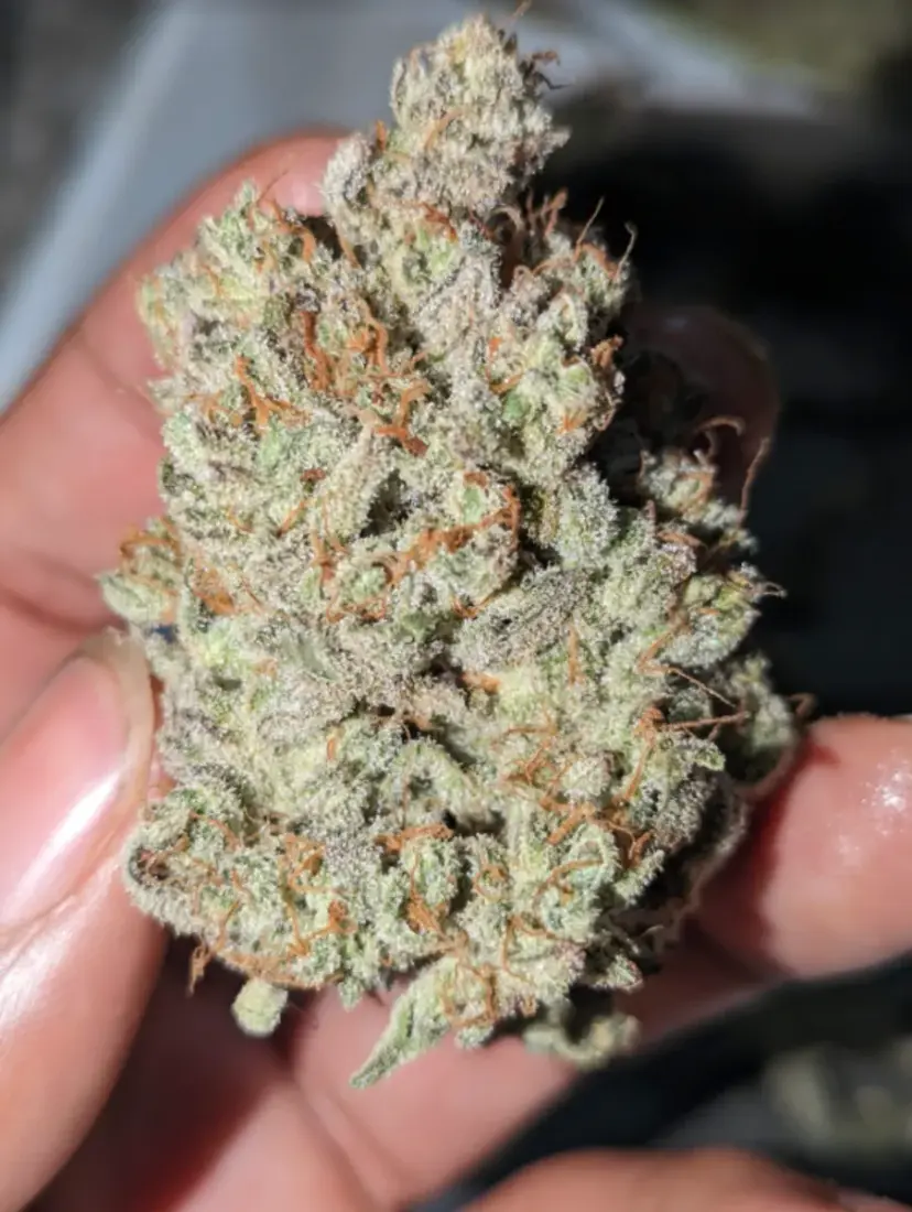 Cream Cookies Auto — 5