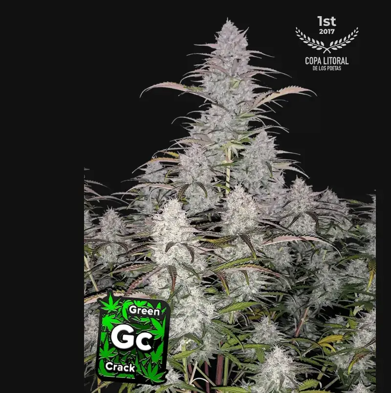 Green Crack Auto — 1