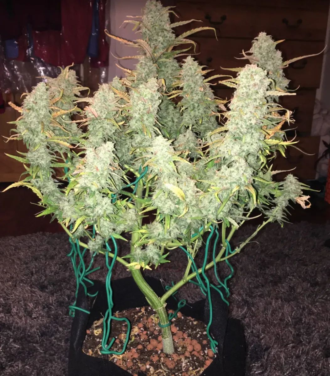 Green Crack Auto — 2