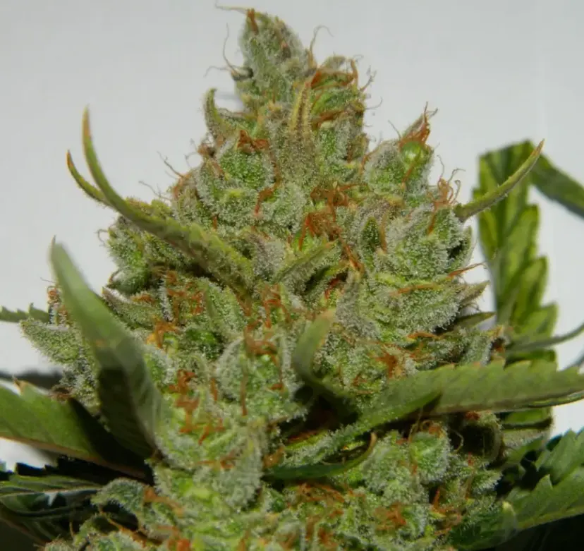 Green Crack Auto — 3