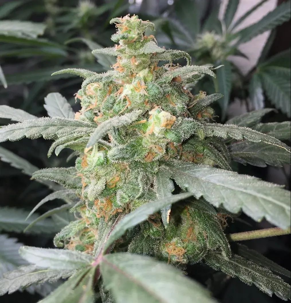 Green Crack Auto — 4