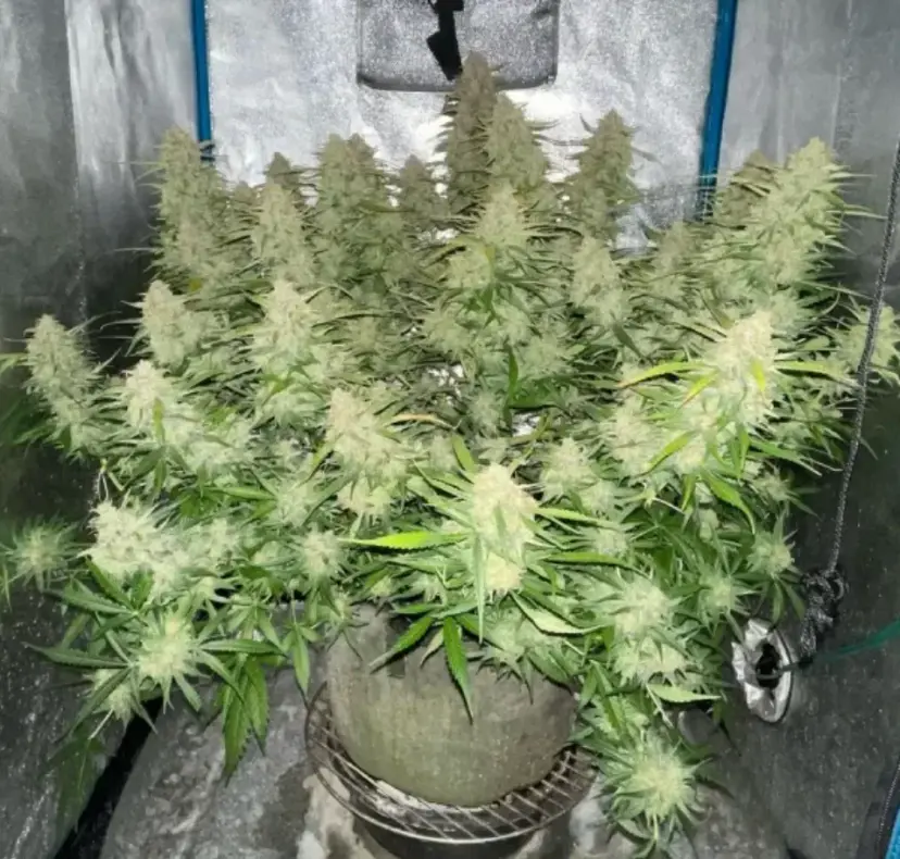 Green Crack Auto — 5
