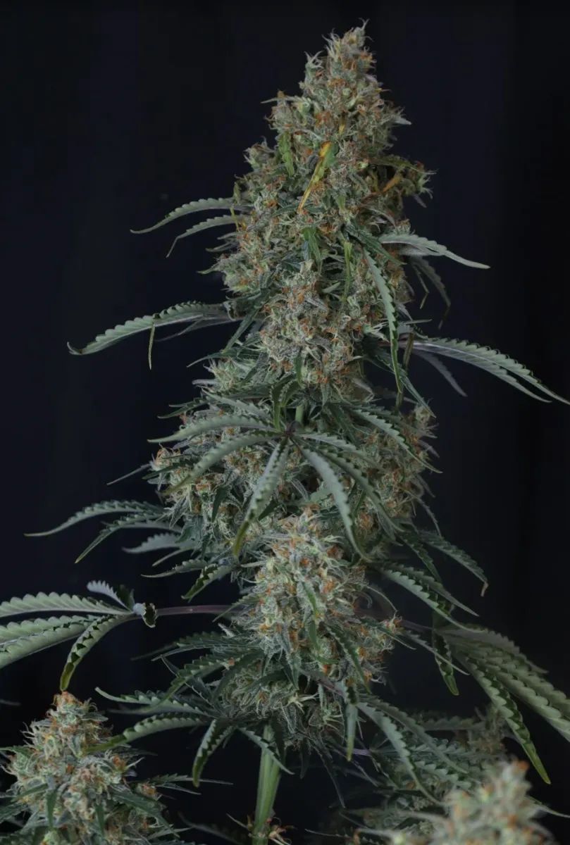 Gorilla Z Auto — 2