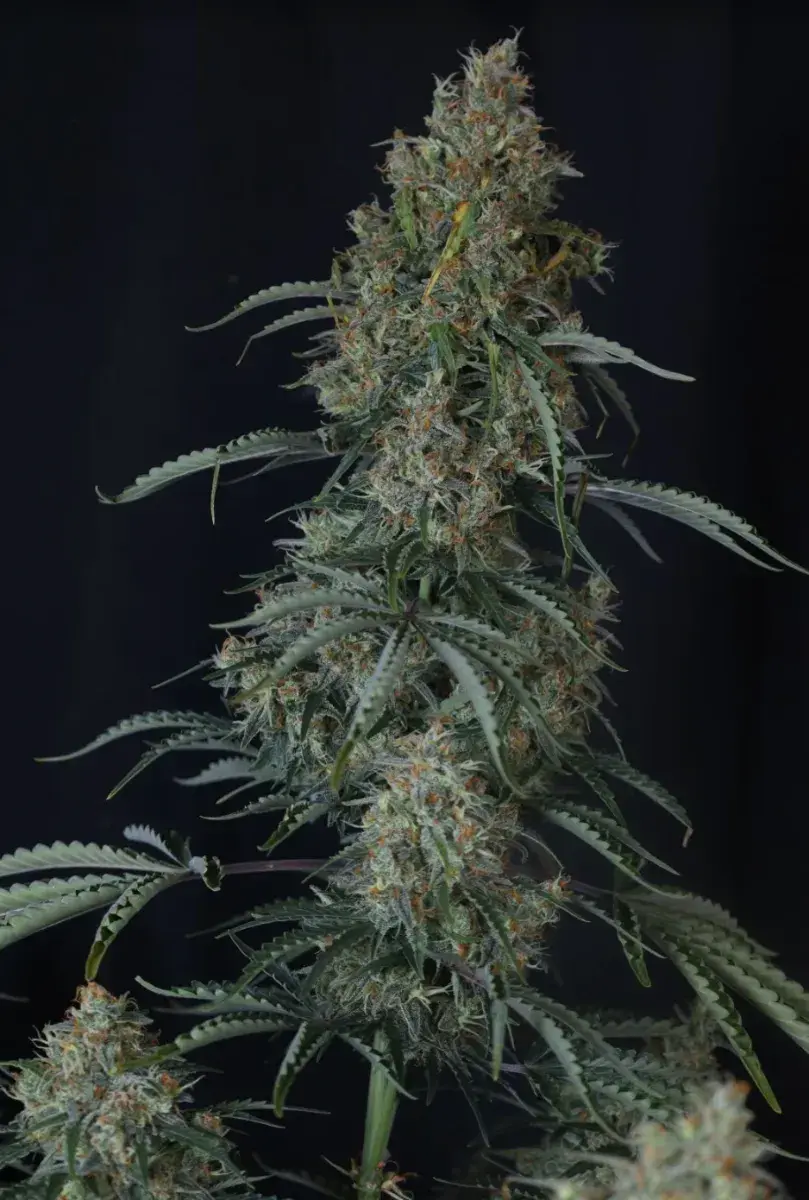 Gorilla Z Auto — 2