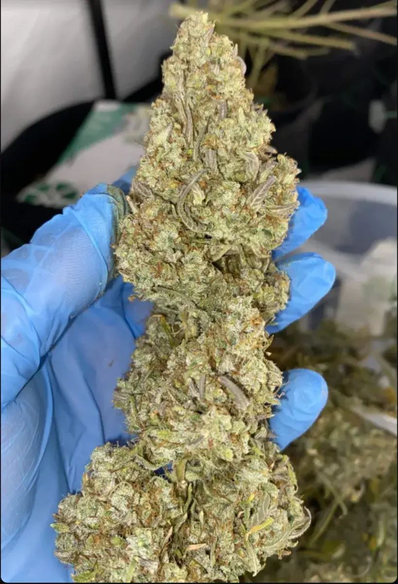 Gorilla Z Auto — 3