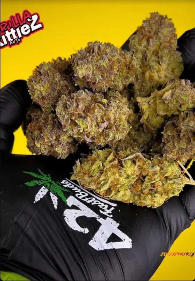 Gorilla Z Auto — 4