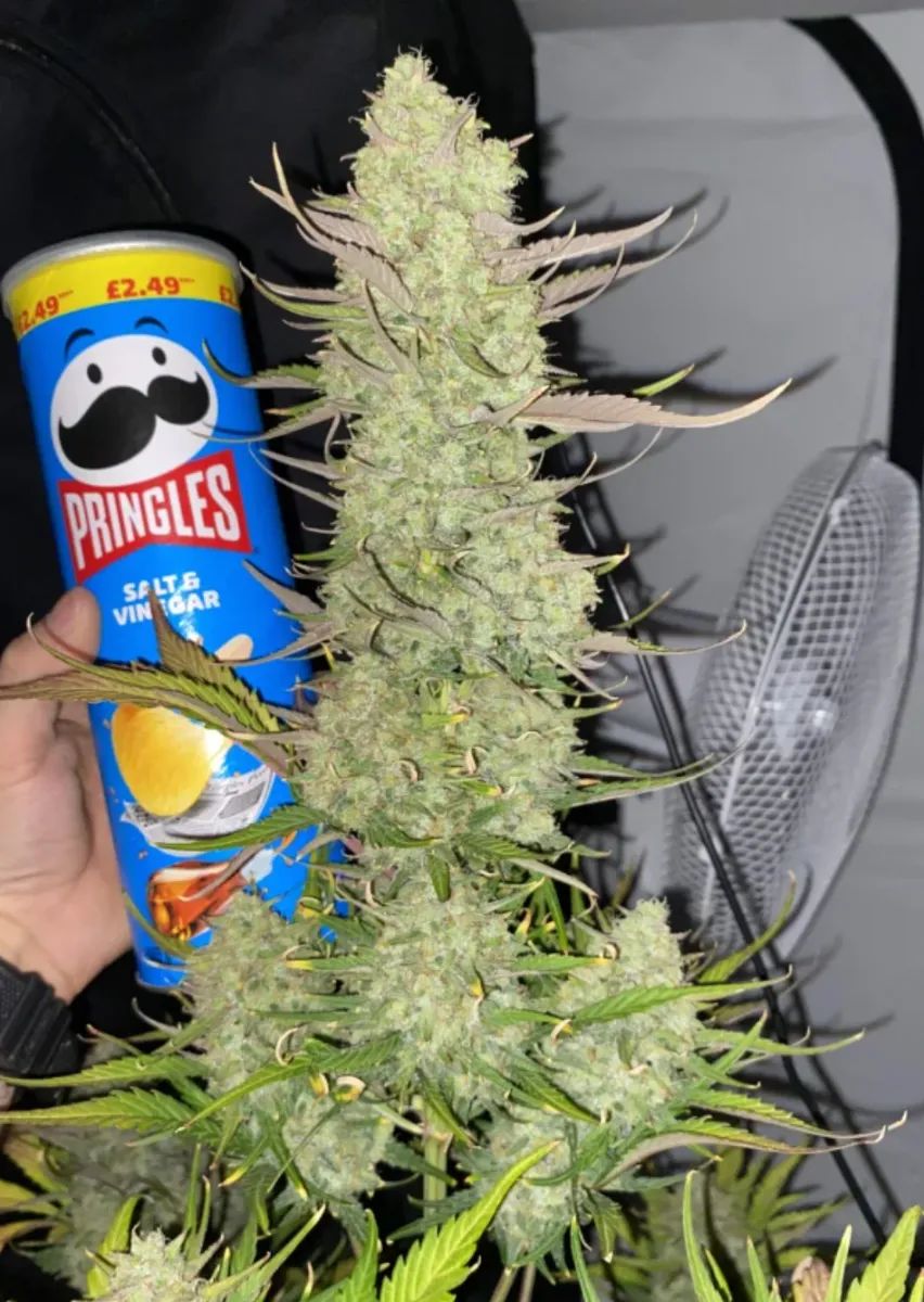 Gorilla Z Auto — 5
