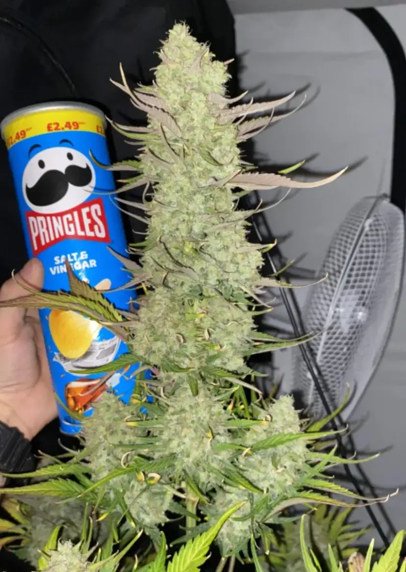 Gorilla Z Auto — 5