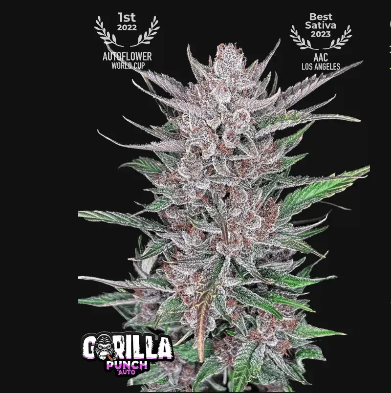 Gorilla Punch Auto — 1
