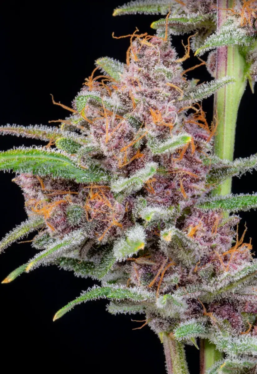 Gorilla Punch Auto — 2